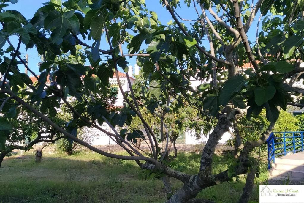 דירות אלטורה Casa D'Avo מראה חיצוני תמונה